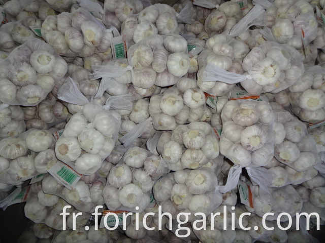 Fresh Of Normal White Garlic Crop 2019